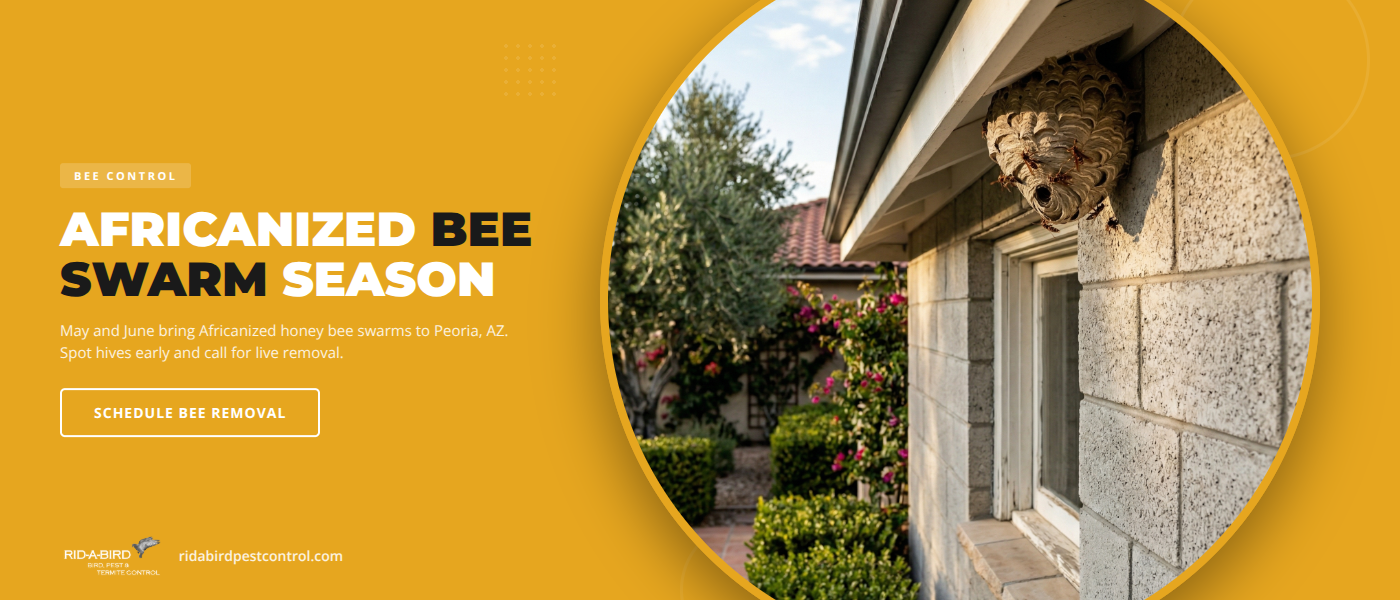 Bee Control & Removal blog featured image