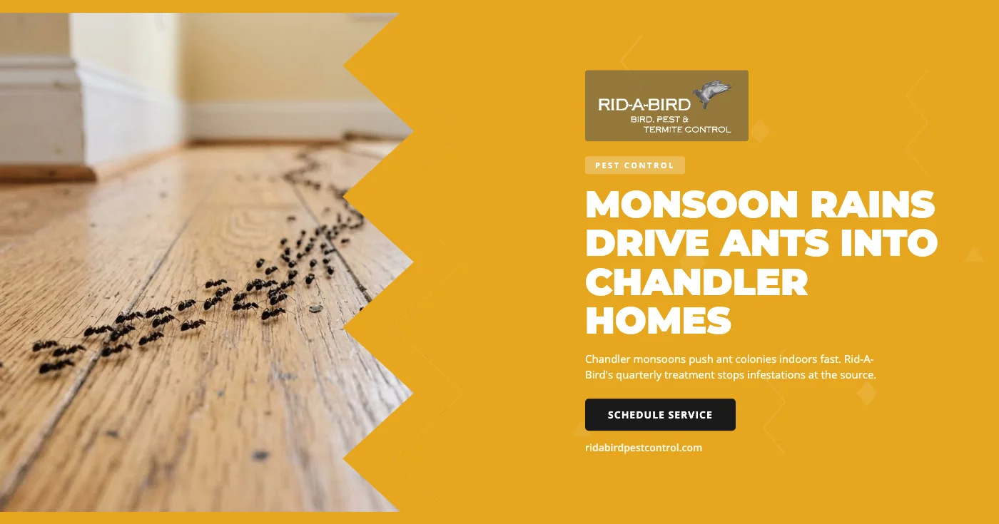 Trail of ants on a Chandler, AZ kitchen counter after a summer monsoon storm
