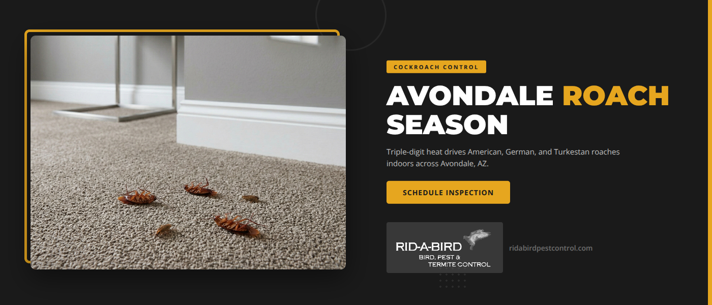 Cockroach control in Avondale, AZ home during summer heat - American, German, and Turkestan roach prevention by Rid-a-bird Pest Control