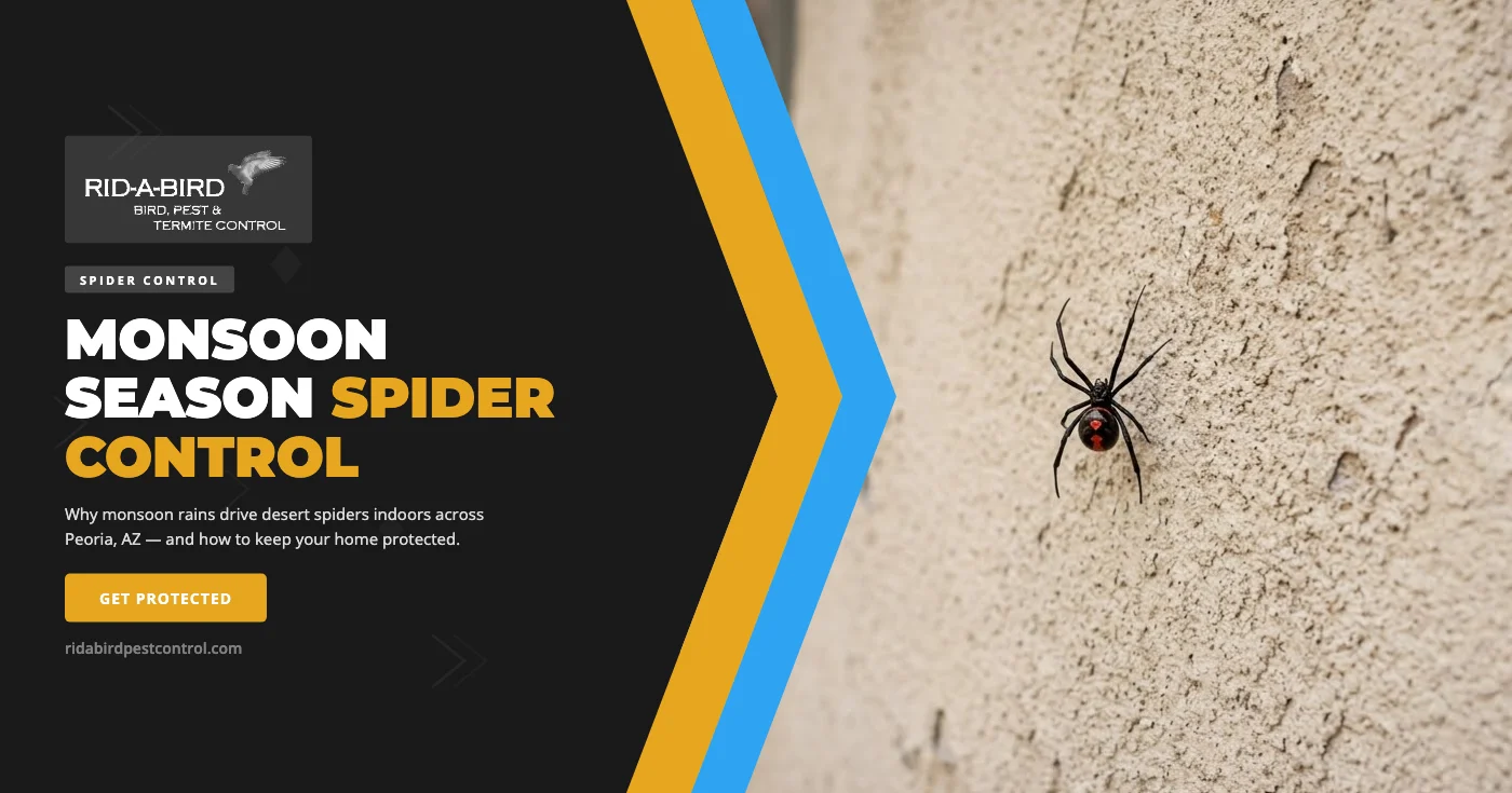 Monsoon Spider Control in Peoria, AZ: What Every Homeowner Should Know
