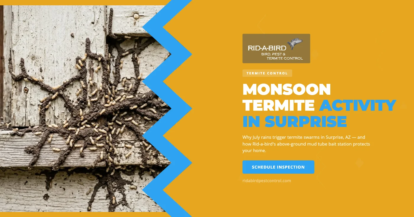 Termite mud tubes on foundation wall in Surprise AZ — active subterranean termite infestation during monsoon season