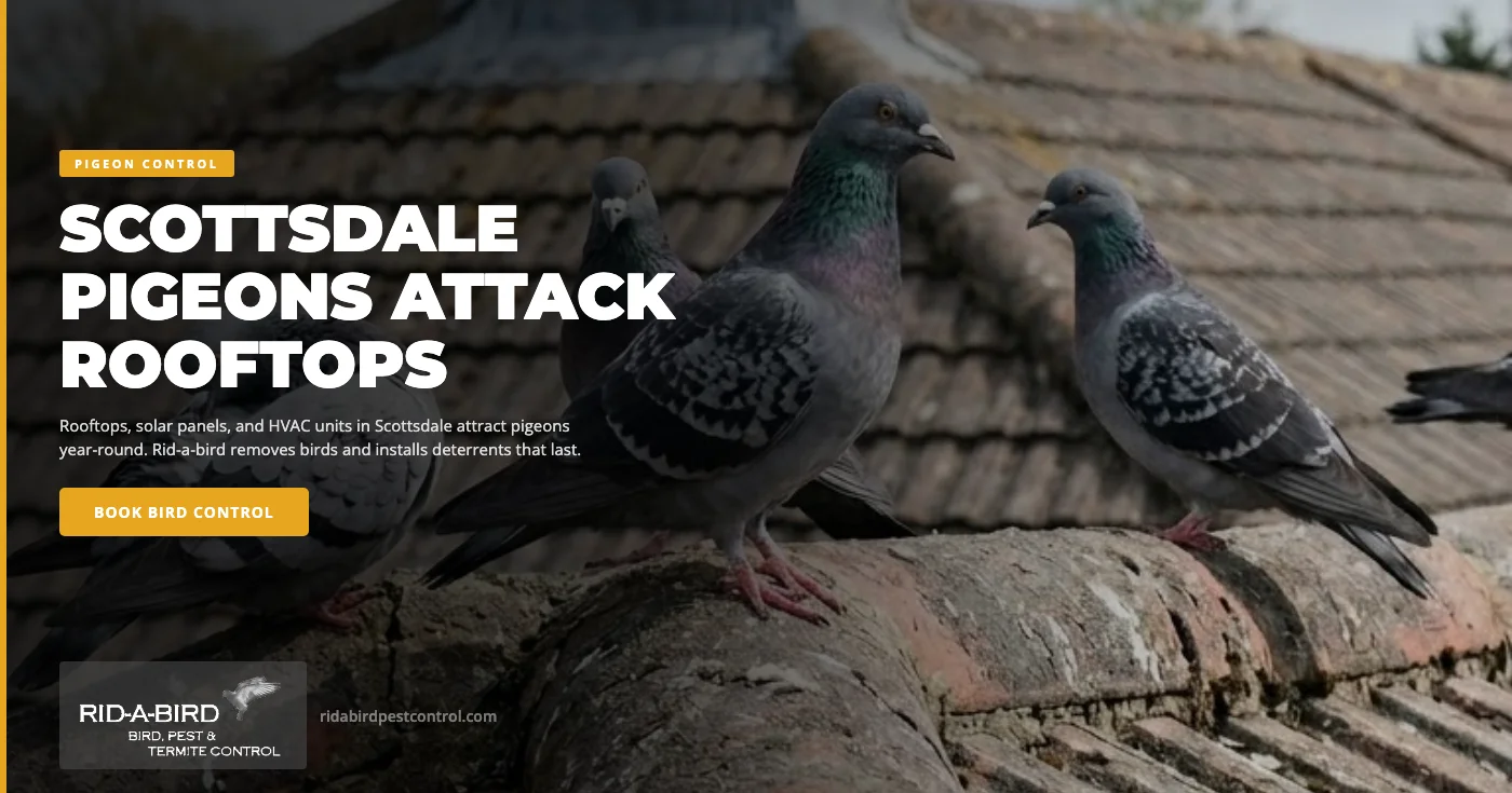 Why Scottsdale Properties Attract Pigeons Year-Round — and How to Reclaim Your Roof Before Winter
