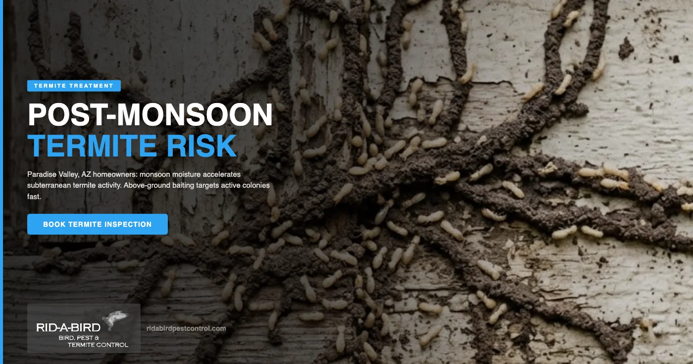 How Post-Monsoon Moisture Puts Paradise Valley, AZ Homes at Risk for Termite Damage