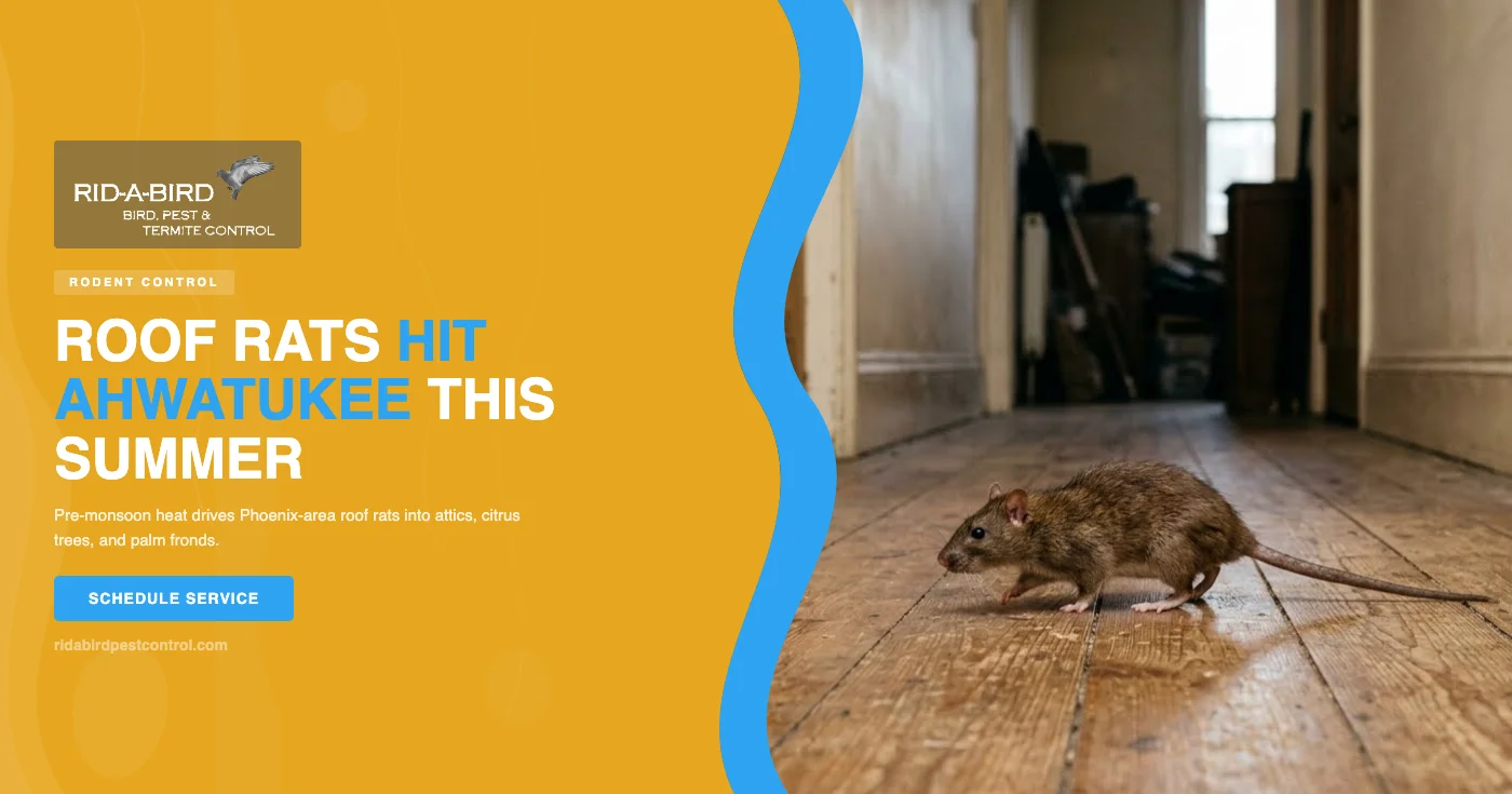 Roof rats in Ahwatukee, AZ — summer heat drives Phoenix-area roof rats into attics, citrus trees, and palm fronds across the South Mountain foothills — Rid-a-bird Pest Control