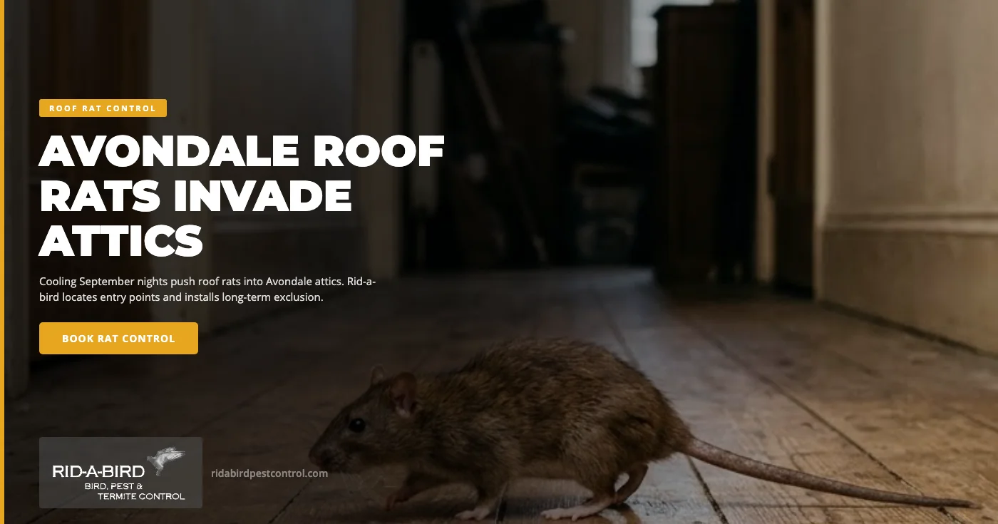 Why September Cooling Nights Drive Roof Rats Into Avondale, AZ Homes