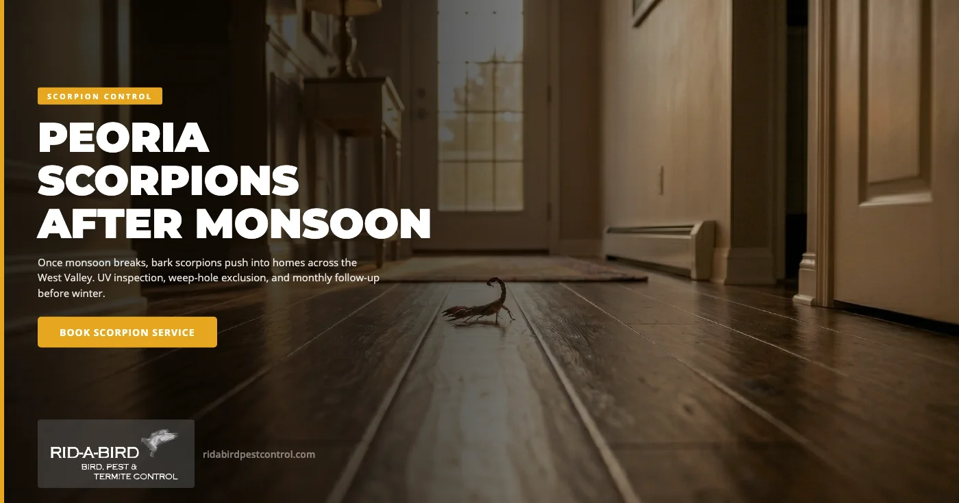 Why Peoria, AZ Homeowners See More Scorpions After Monsoon Season Ends