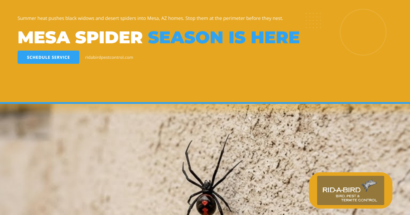 Spider control in Mesa, AZ home during summer heat - black widow, desert recluse, and wolf spider prevention by Rid-a-bird Pest Control