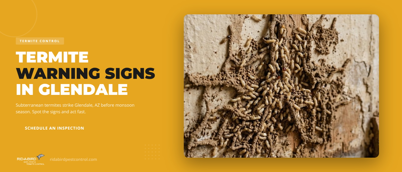 Subterranean Termite Signs in Glendale, AZ: When to Schedule an Inspection Before Monsoon Season | Rid-A-Bird Pest & Termite Control