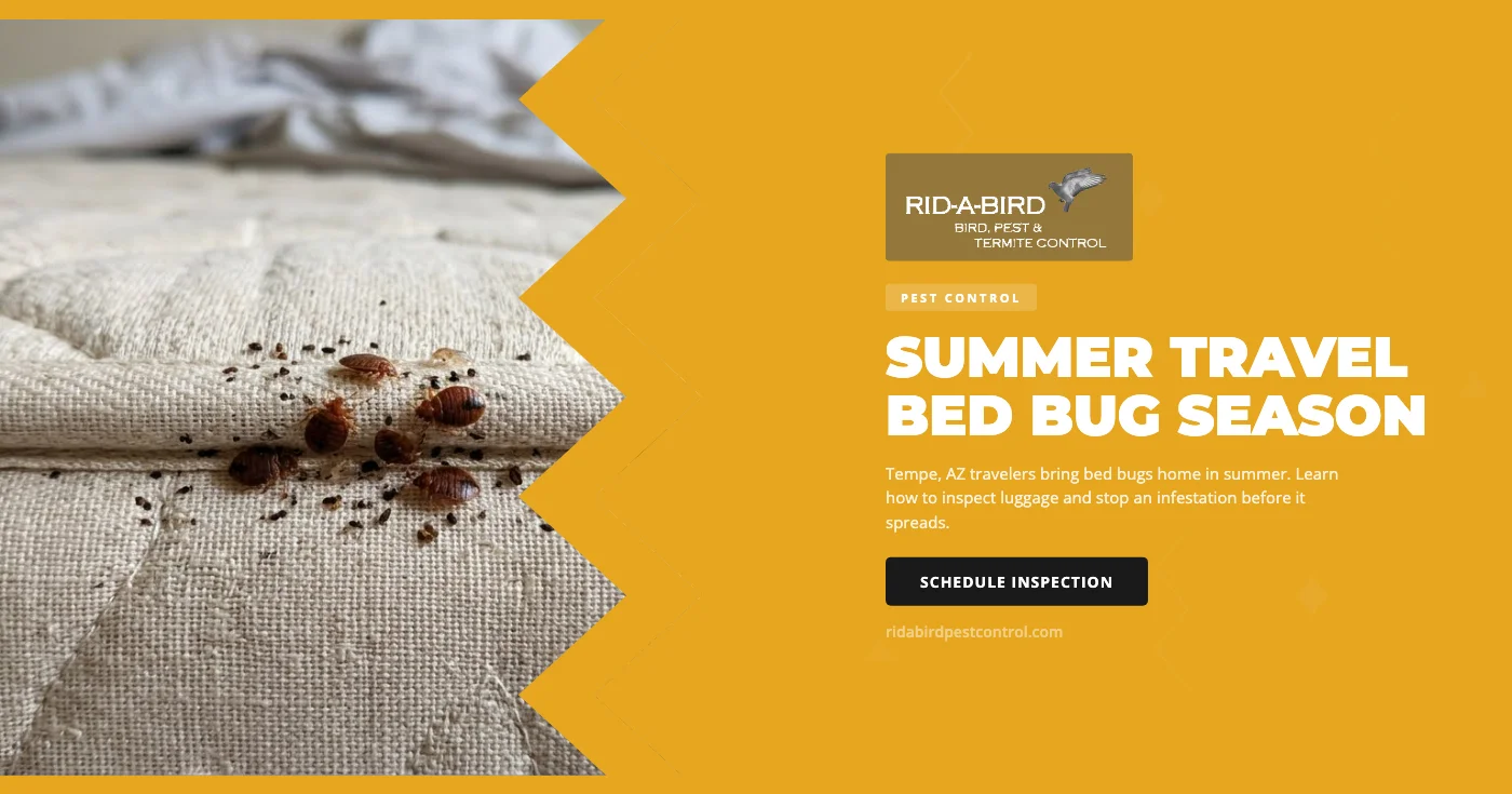 Summer Travel Bed Bug Season in Tempe, AZ: How to Inspect Your Suitcase and Home After a Trip
