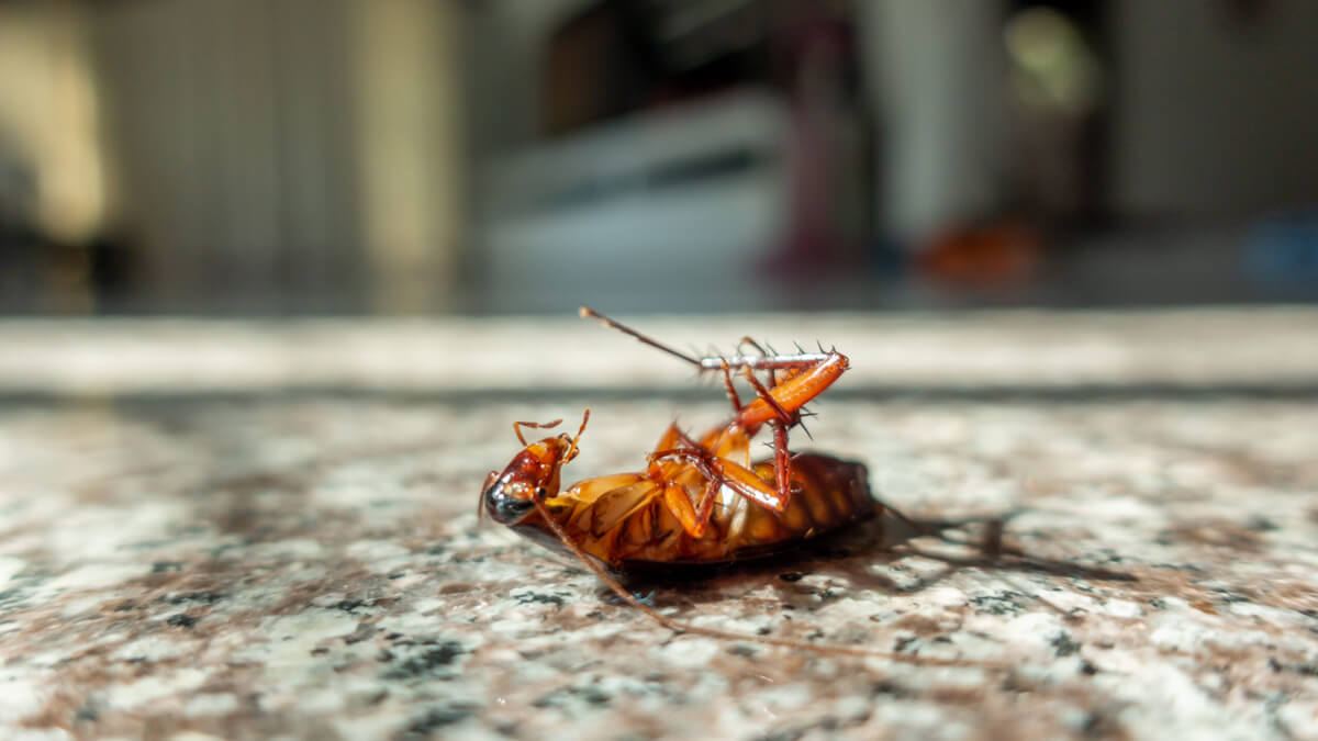 Cockroach Pest Control